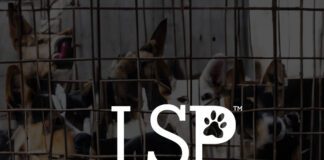 Laws Saving Paws Logo