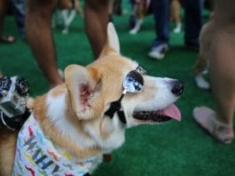 BarkPark – Local Business Spotlight