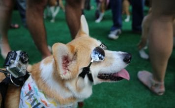 BarkPark – Local Business Spotlight