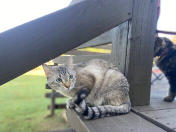 jorma sitting at the top of the deck stairs in his backyard