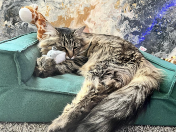 Garf naps on a tiny green couch